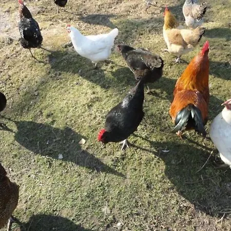 Tinyhouse On Wheels Schortens