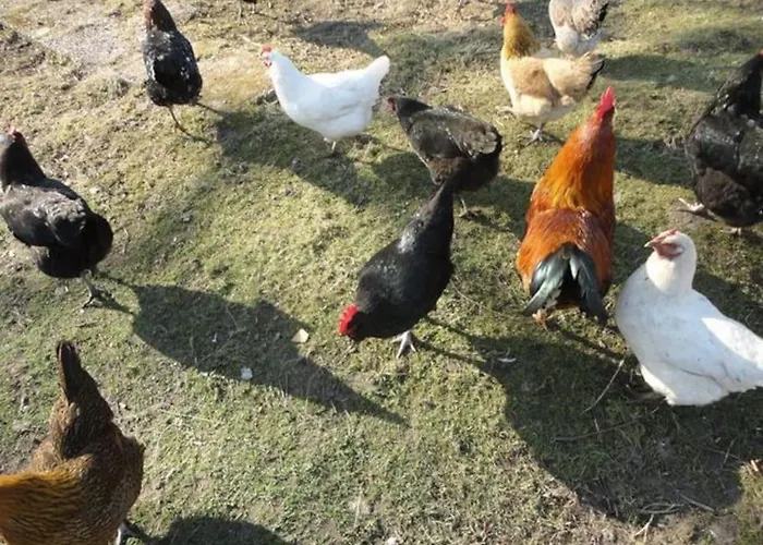 Tinyhouse On Wheels Schortens